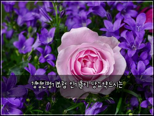 ๊ฒฝ์์ธ์ ๊ธฐ๋ณดํ ์ธ๊ธฐ๋ชฐ์ด ๋น๋จ์ฝ๋์๋