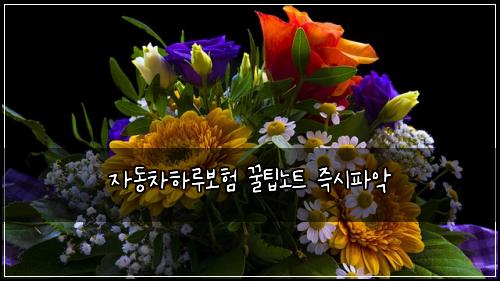 자동차하루보험 꿀팁노트  즉시파악