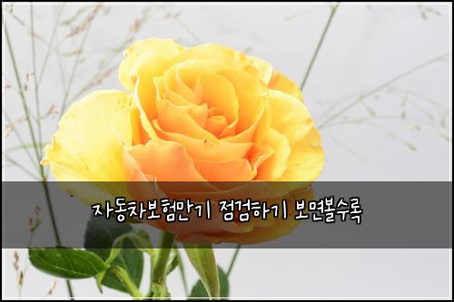 자동차보험만기 점검하기 보면볼수록
