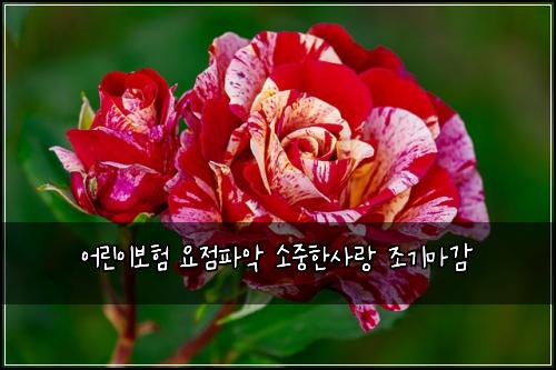 어린이보험 요점파악  소중한사랑 조기마감