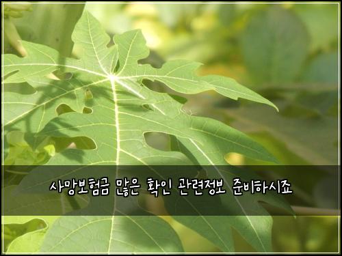사망보험금 많은 확인 관련정보 준비하시죠