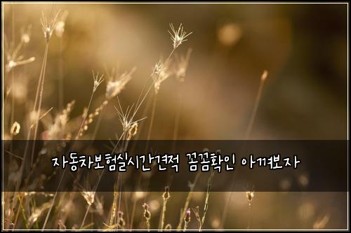 자동차보험실시간견적 꼼꼼확인 아껴보자