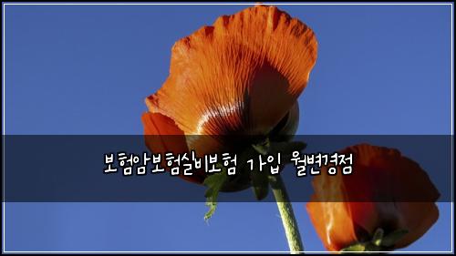 보험암보험실비보험 가입 월변경점