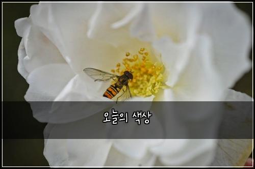 오늘의 색상
