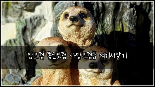 암보험 종신보험 사망보험금 여기서알기