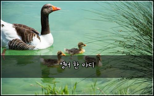 영어 한 마디