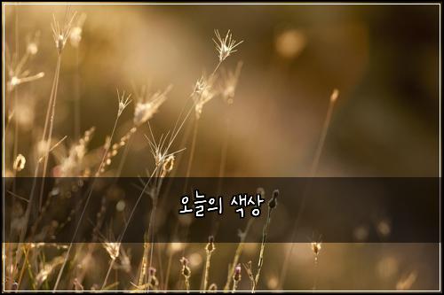 오늘의 색상