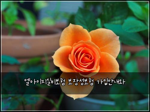 엘아이지실비보험 보장성보험  가입안내와