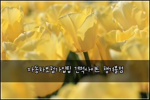 자동차보험가입팁 견적사이트 챙겨볼점