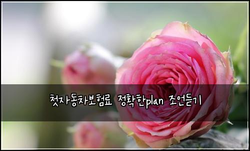 첫자동차보험료 정확한plan 조언듣기