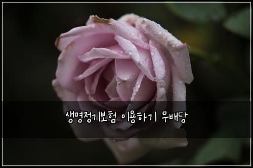 생명정기보험 이용하기  무배당