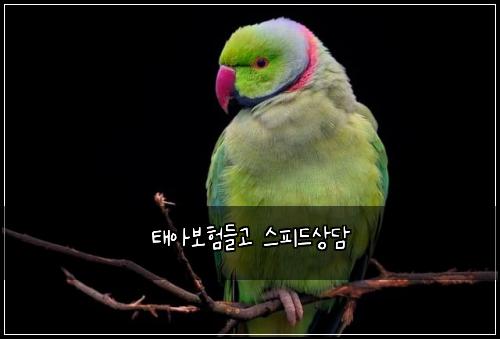 태아보험들고 스피드상담