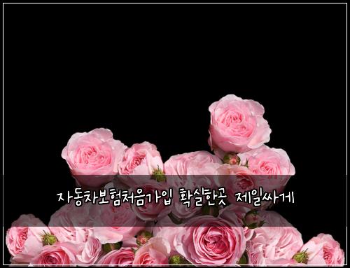 자동차보험처음가입 확실한곳 제일싸게