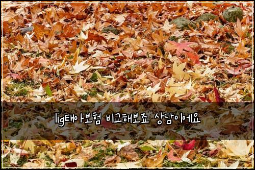 lig태아보험 비교해보죠  상담이에요