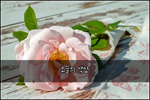오늘의 색상