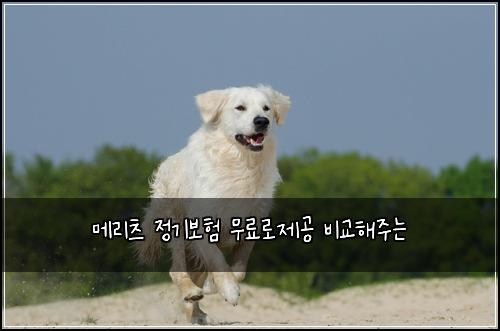 메리츠 정기보험 무료로제공  비교해주는